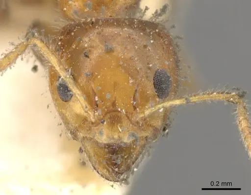 Froggattella kirbii - CASENT0902929