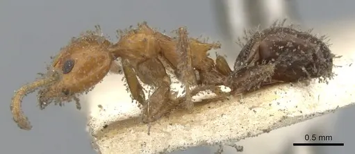 Froggattella kirbii - CASENT0902929