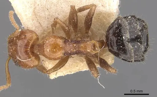 Froggattella kirbii - CASENT0907611