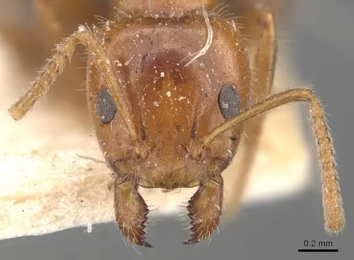 Froggattella kirbii - CASENT0907611