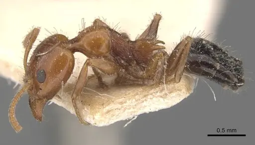 Froggattella kirbii - CASENT0907611