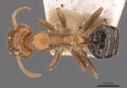 Froggattella kirbii - CASENT0909496