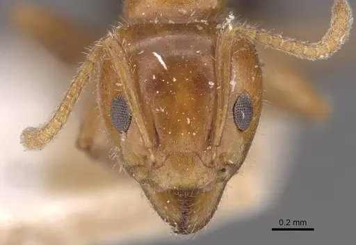 Froggattella kirbii - CASENT0909496