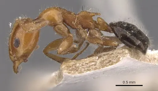 Froggattella kirbii - CASENT0909496