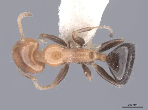 Froggattella kirbii - FMNHINS0000045176