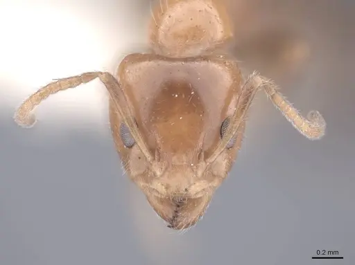 Froggattella kirbii - FMNHINS0000045176