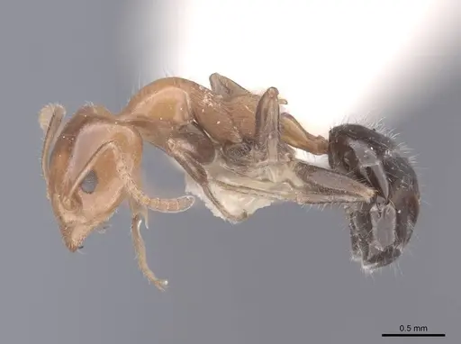 Froggattella kirbii - FMNHINS0000045176