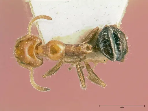 Froggattella kirbii - FOCOL0712