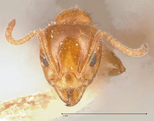 Froggattella kirbii - FOCOL0712