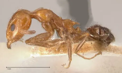 Froggattella kirbii - FOCOL0712