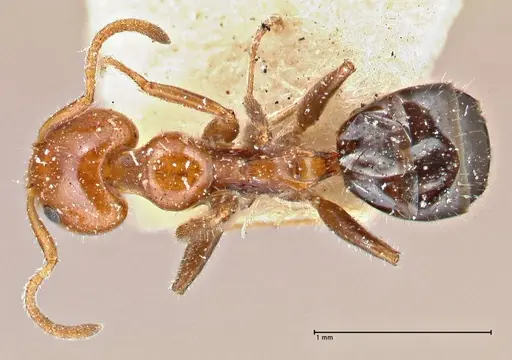 Froggattella kirbii - FOCOL2791