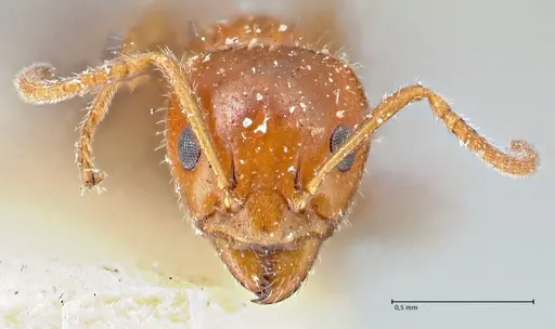 Froggattella kirbii - FOCOL2791