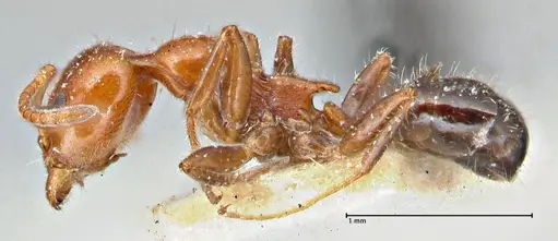 Froggattella kirbii - FOCOL2791