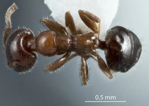 Froggattella latispina specimen