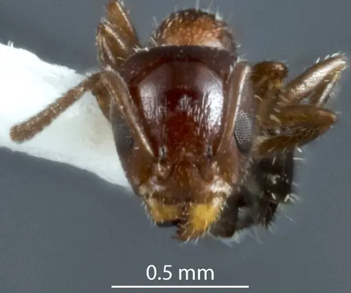 Froggattella latispina specimen