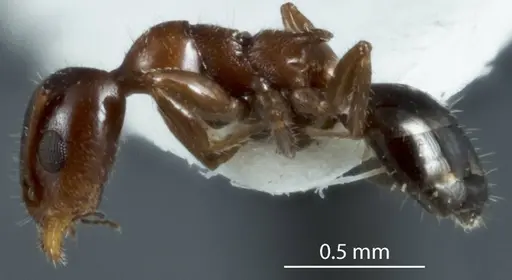 Froggattella latispina specimen