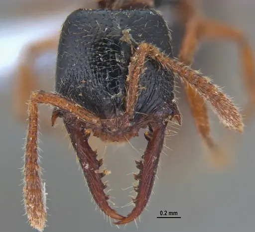 Fulakora agostii specimen