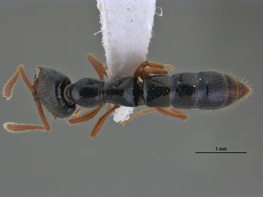 Fulakora agostii - ANTWEB1047718