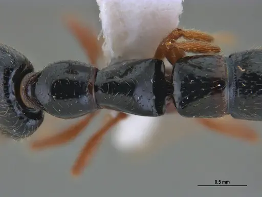 Fulakora agostii - ANTWEB1047718