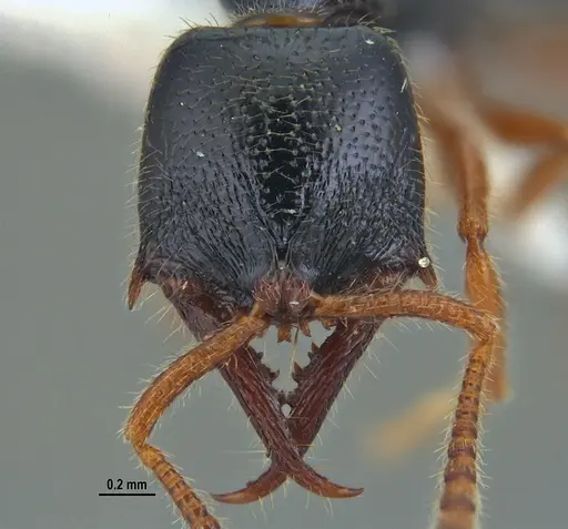 Fulakora agostii - ANTWEB1047718