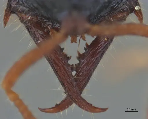 Fulakora agostii - ANTWEB1047718