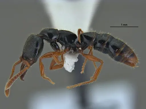 Fulakora agostii - ANTWEB1047718