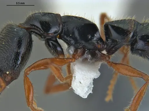 Fulakora agostii - ANTWEB1047718