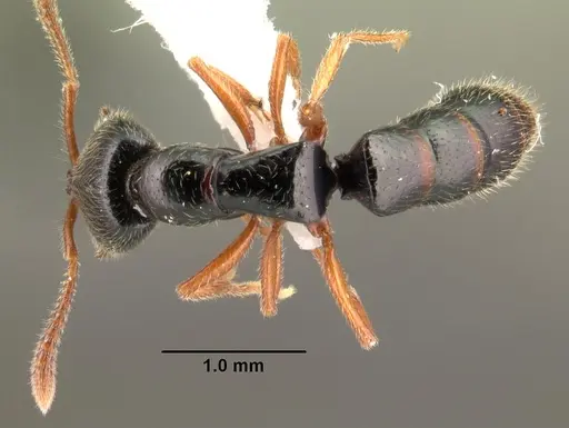 Fulakora agostii - CASENT0101451