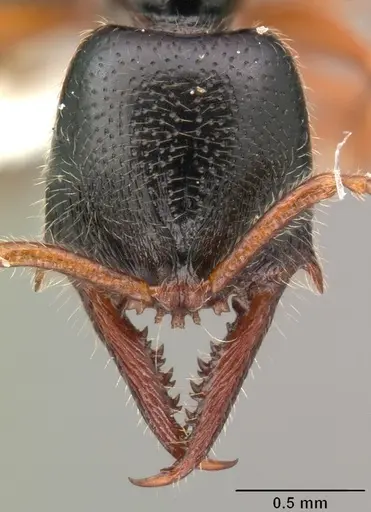 Fulakora agostii - CASENT0101451