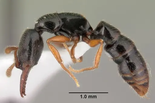 Fulakora agostii - CASENT0101451