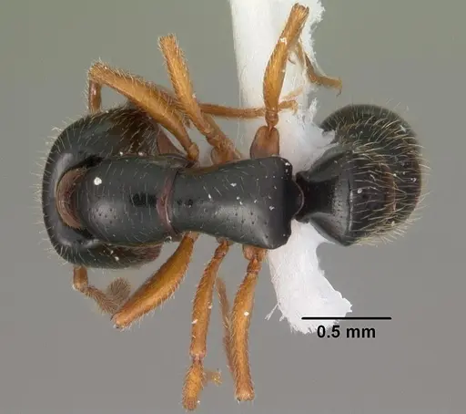 Fulakora agostii - CASENT0102201