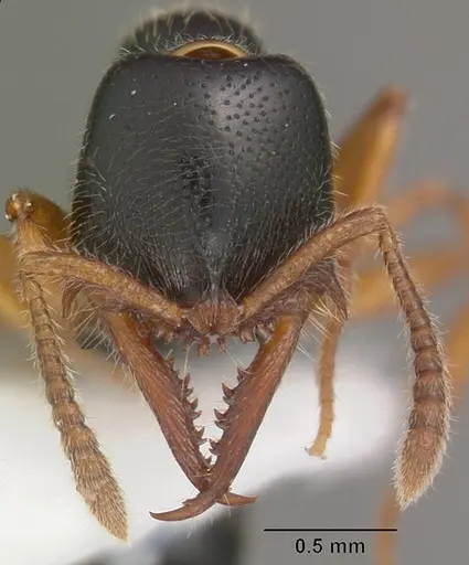 Fulakora agostii - CASENT0102201