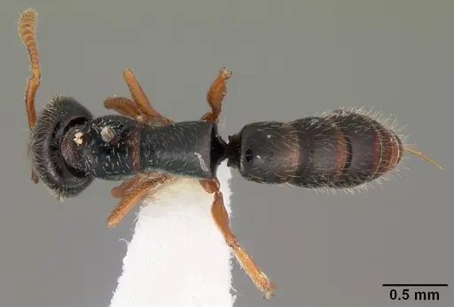 Fulakora armigera specimen