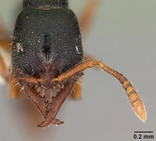 Fulakora armigera specimen