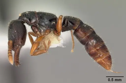 Fulakora armigera specimen