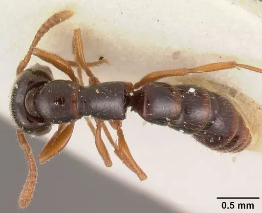 Fulakora armigera - CASENT0102512