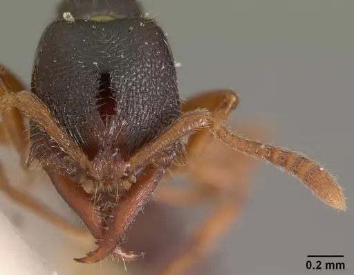 Fulakora armigera - CASENT0102512