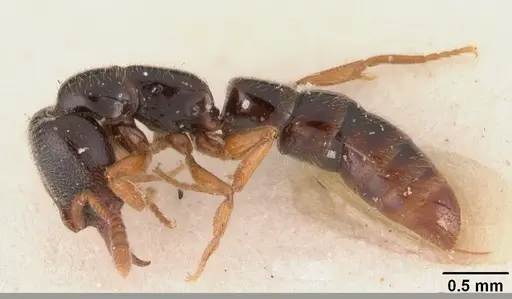 Fulakora armigera - CASENT0102512