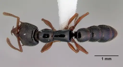 Fulakora armigera - CASENT0172399