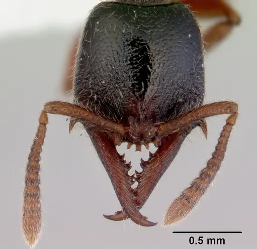 Fulakora armigera - CASENT0172399