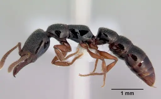 Fulakora armigera - CASENT0172399