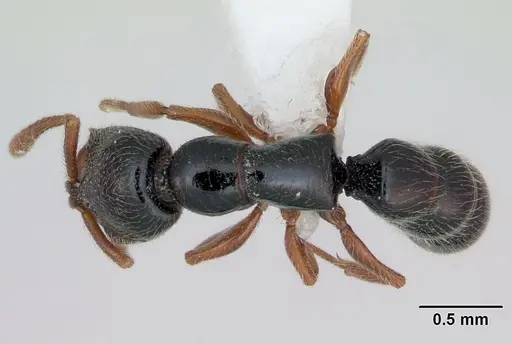 Fulakora armigera - CASENT0173503