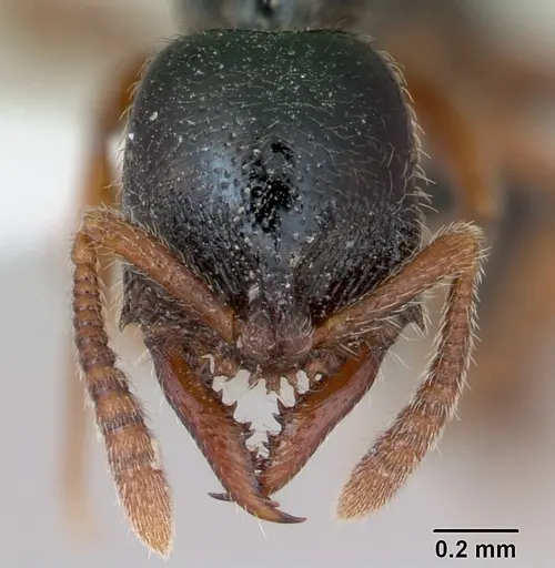 Fulakora armigera - CASENT0173503