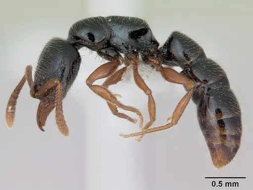 Fulakora armigera - CASENT0173503