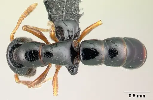 Fulakora armigera - CASENT0179452