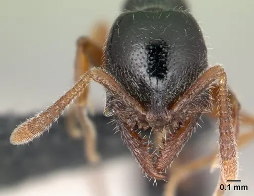 Fulakora armigera - CASENT0179452