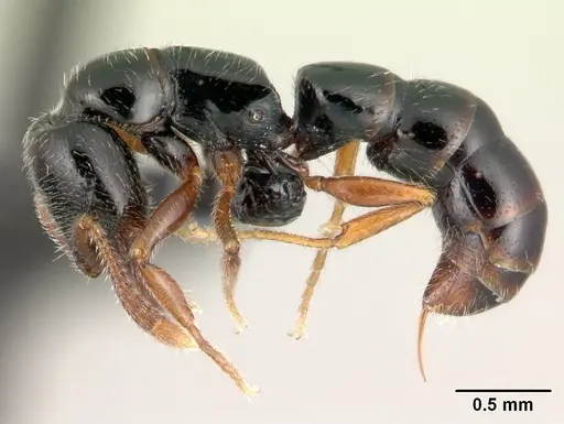 Fulakora armigera - CASENT0179452