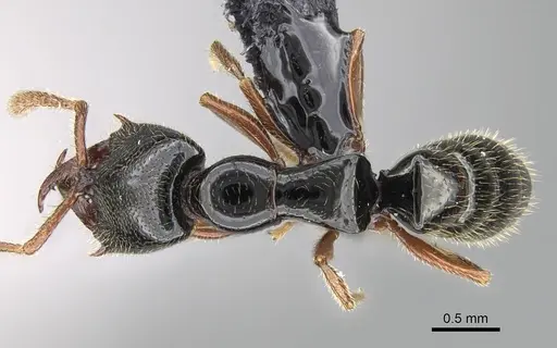 Fulakora armigera - CASENT0227932