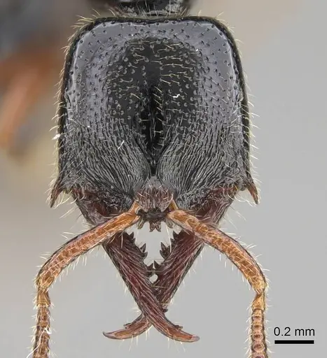 Fulakora armigera - CASENT0227932