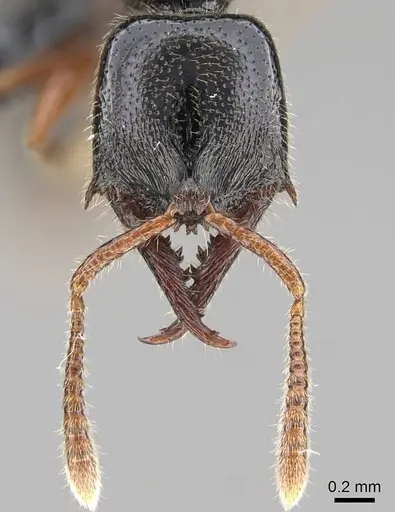 Fulakora armigera - CASENT0227932